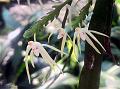 Centipede Hairseed Orchid